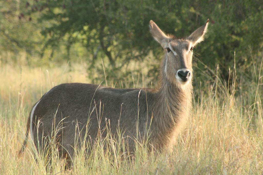 Blyde River Cabins Hoedspruit Dış mekan fotoğraf